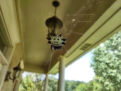 Gasteracantha cancriformis