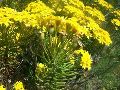 Euryops linifolius