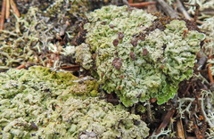 Baeomyces placophyllus