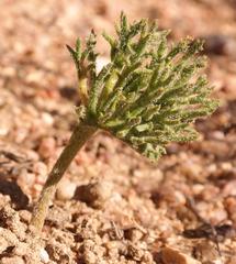 Eriospermum cervicorne