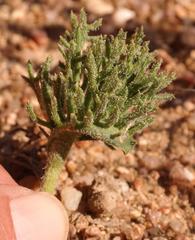 Eriospermum cervicorne