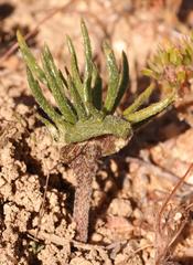 Eriospermum cervicorne
