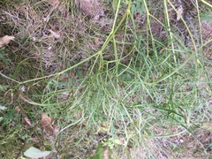 Peucedanum officinale