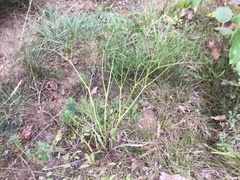 Peucedanum officinale