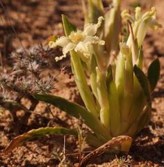 Ferraria macrochlamys macrochlamys