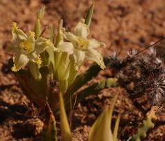 Ferraria macrochlamys macrochlamys