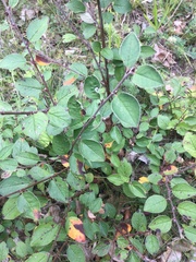 Cotoneaster integerrimus