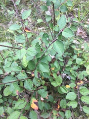 Cotoneaster integerrimus