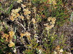 Helichrysum spiralepis