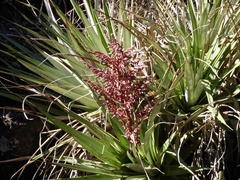 Puya spathacea