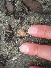 Tonnoidea