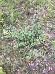 Cotoneaster integerrimus