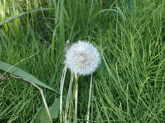 Taraxacum officinale