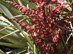 Puya spathacea