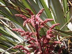 Puya spathacea