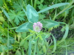 Trifolium pratense