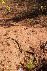 Gymnodiscus linearifolia