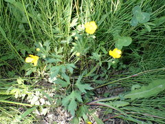 Ranunculus repens