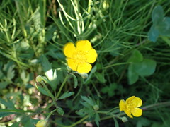 Ranunculus repens
