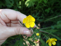 Ranunculus repens