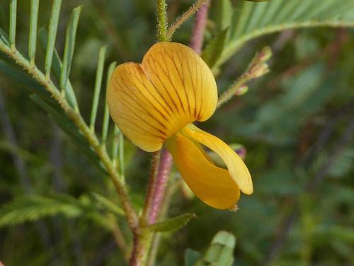 Aeschynomene rehmannii