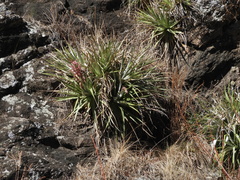 Puya spathacea