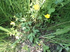 Ranunculus repens