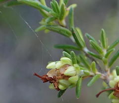 Erica glumiflora