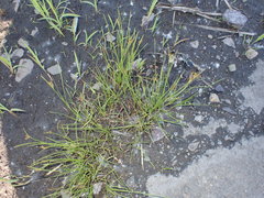 Juncus compressus