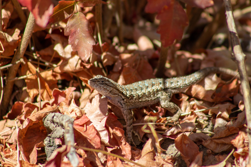 iNaturalist observation photo of Western Fence Lizard