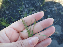 Juncus compressus
