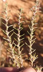 Ifloga polycnemoides