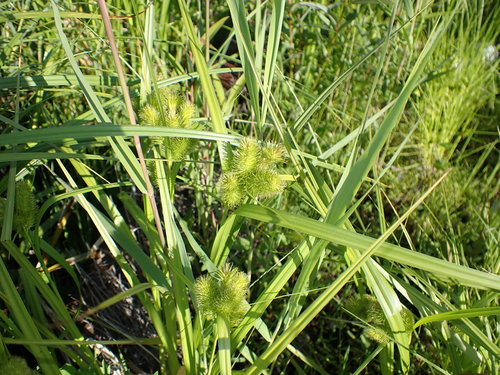 Carex capricornis iNat (1)