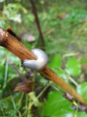 Krynickillus melanocephalus