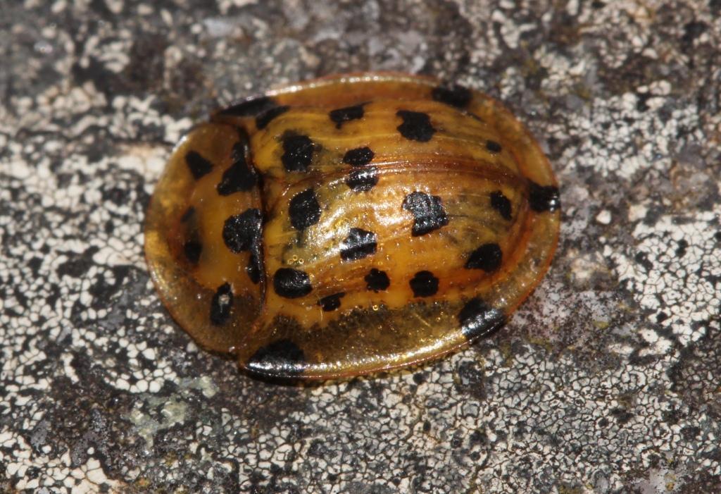 Aethiopocassis