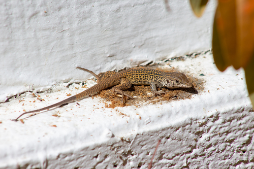 iNaturalist observation photo of Western Whiptail
