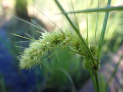Carex neurocarpa