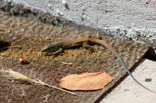 iNaturalist observation photo of Western Whiptail