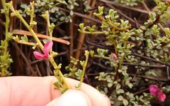 Indigofera spinescens