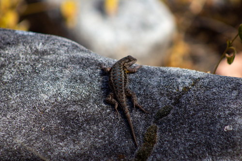 iNaturalist observation photo of Western Fence Lizard
