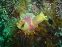 Ascidia incrassata