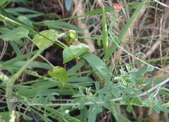 Indigofera candicans