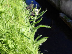 Achillea millefolium