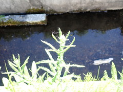 Achillea millefolium