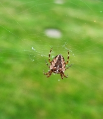 Araneus diadematus