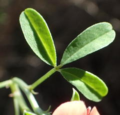 Indigofera candicans