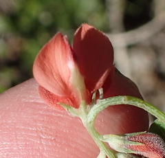 Indigofera candicans