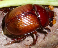 Odonteus