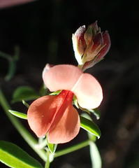 Indigofera candicans