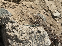 Microlophus atacamensis